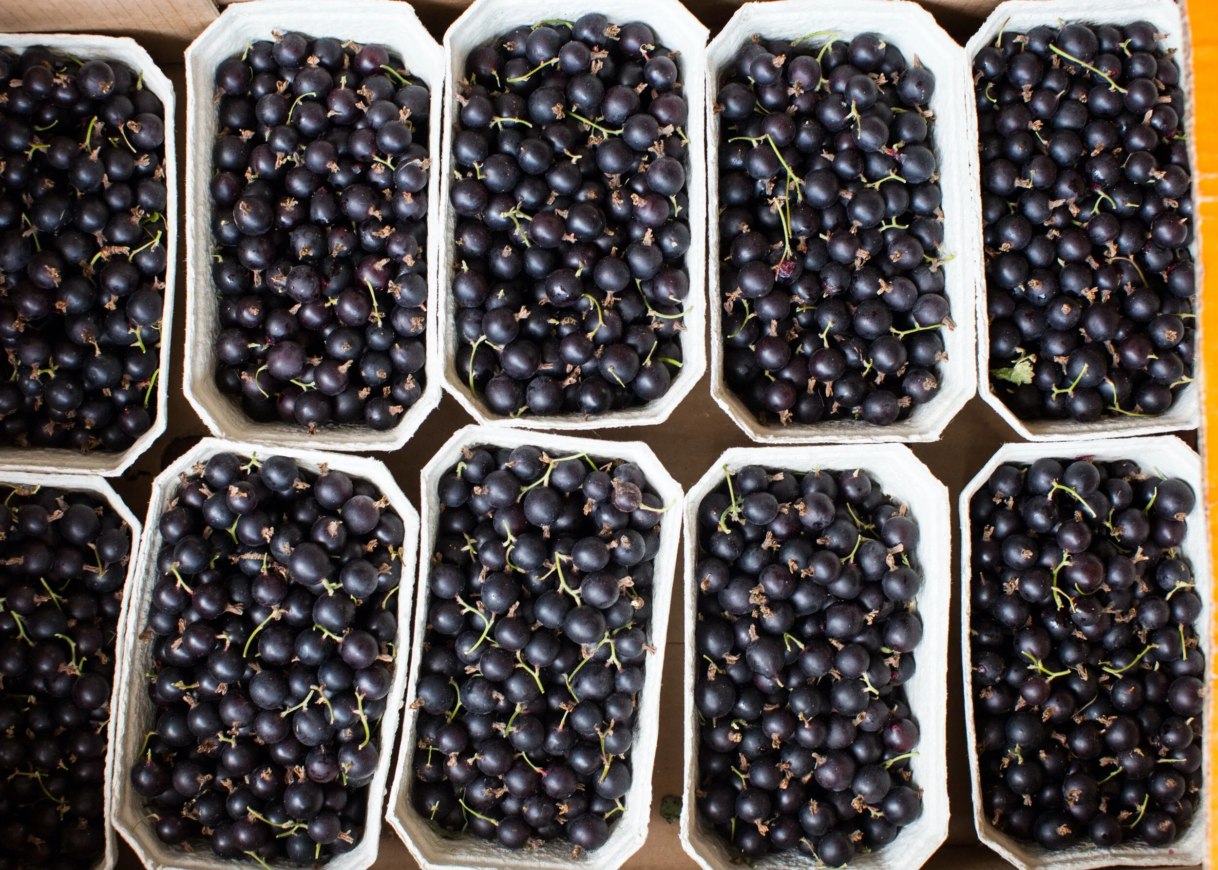 Chuckleberry Jam