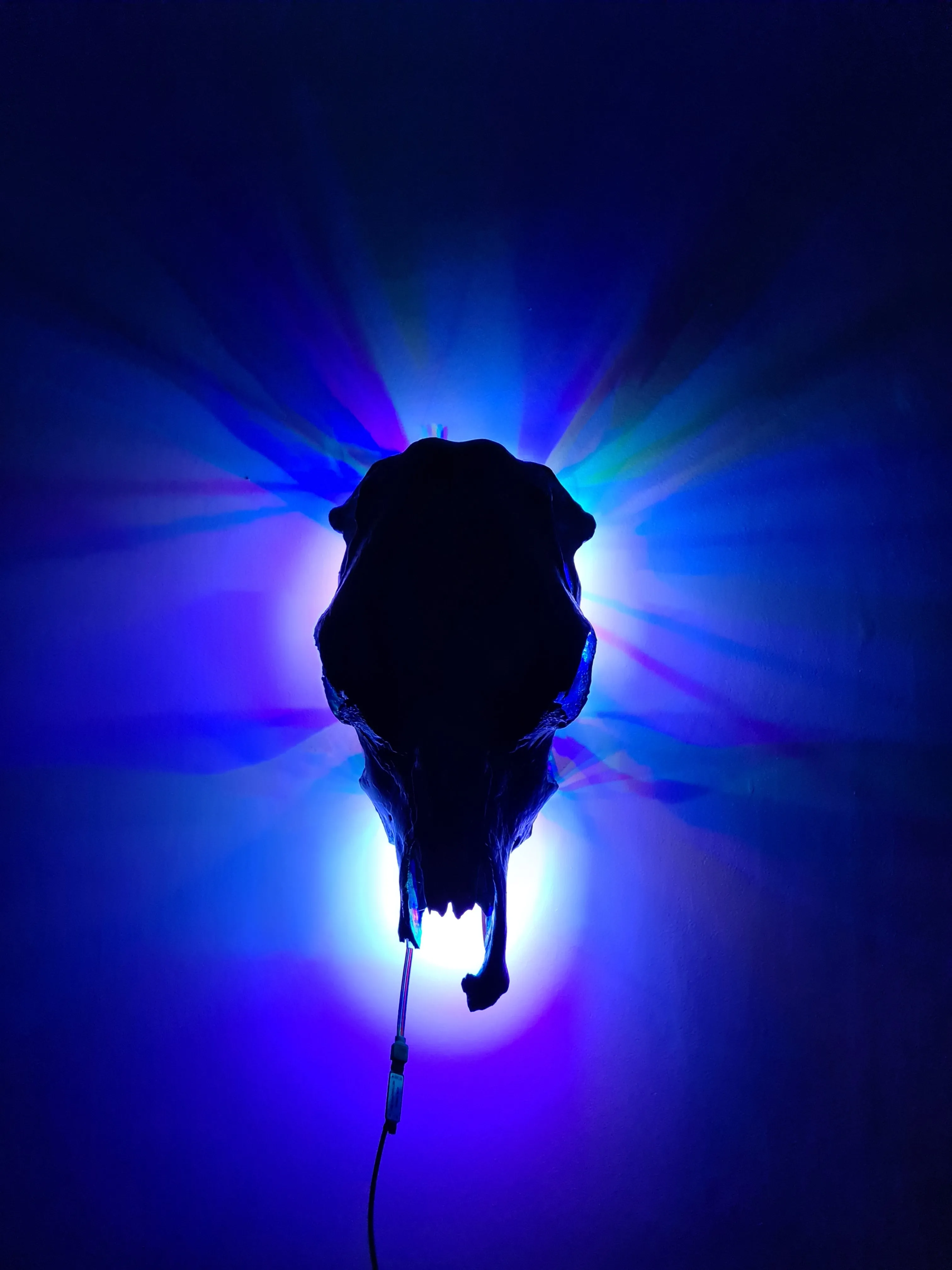 COST🔥GENUINE COW SKULL -backlit lighting ,painted with chameleon resin by me