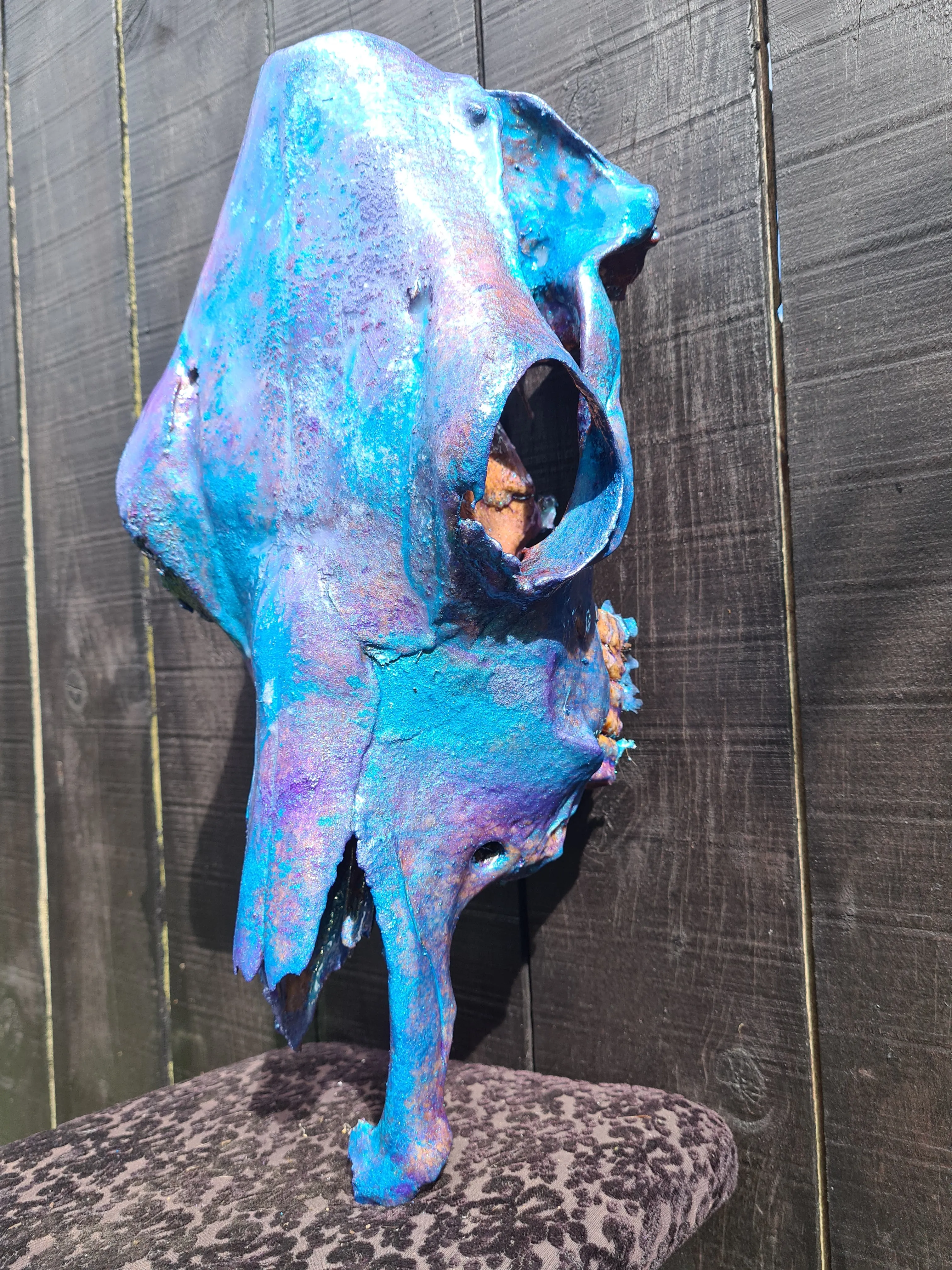 COST🔥GENUINE COW SKULL -backlit lighting ,painted with chameleon resin by me