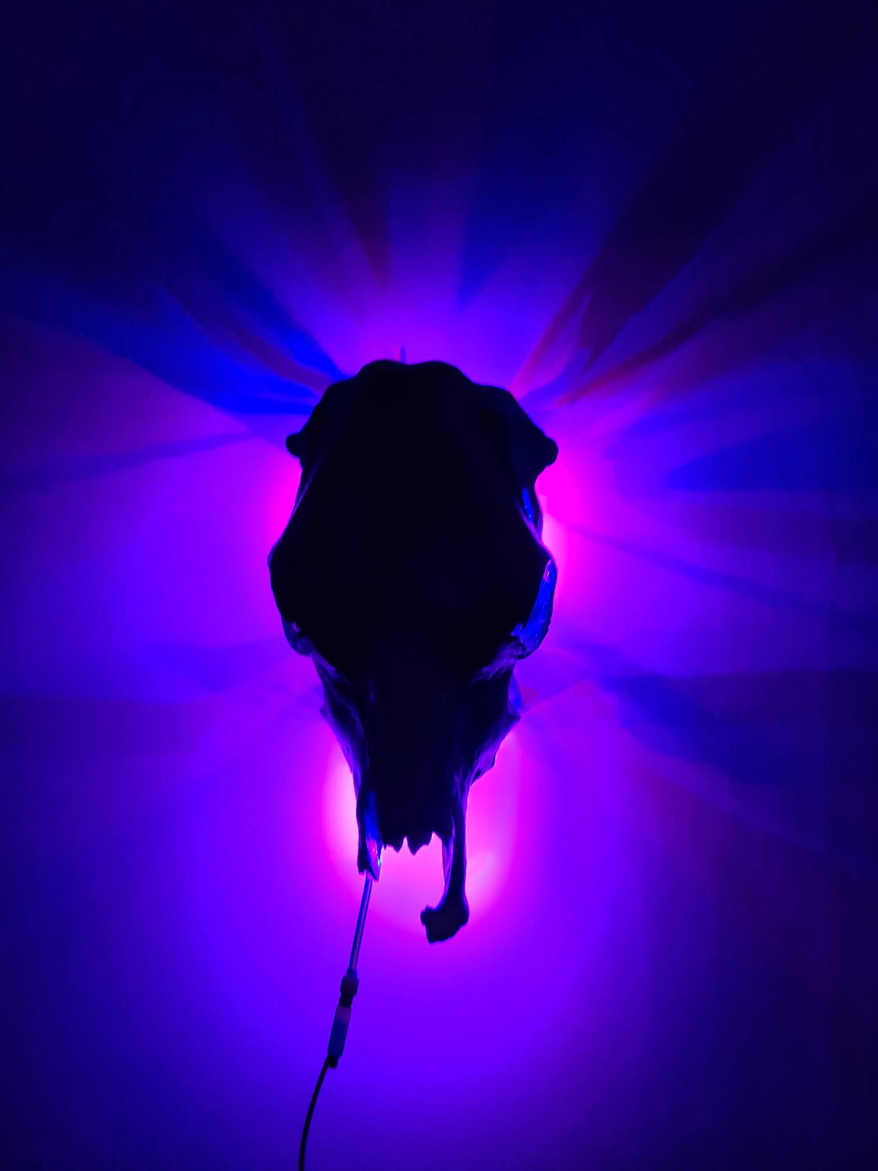 COST🔥GENUINE COW SKULL -backlit lighting ,painted with chameleon resin by me