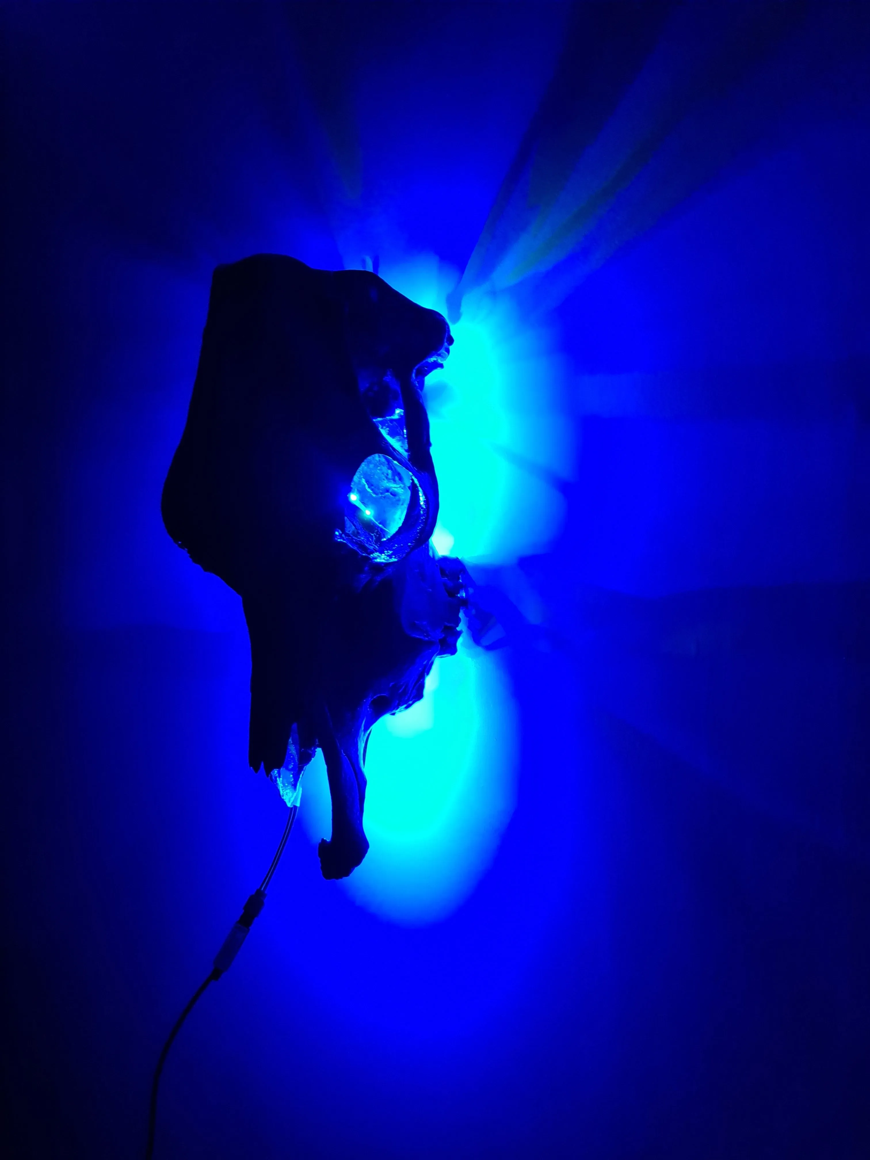 COST🔥GENUINE COW SKULL -backlit lighting ,painted with chameleon resin by me