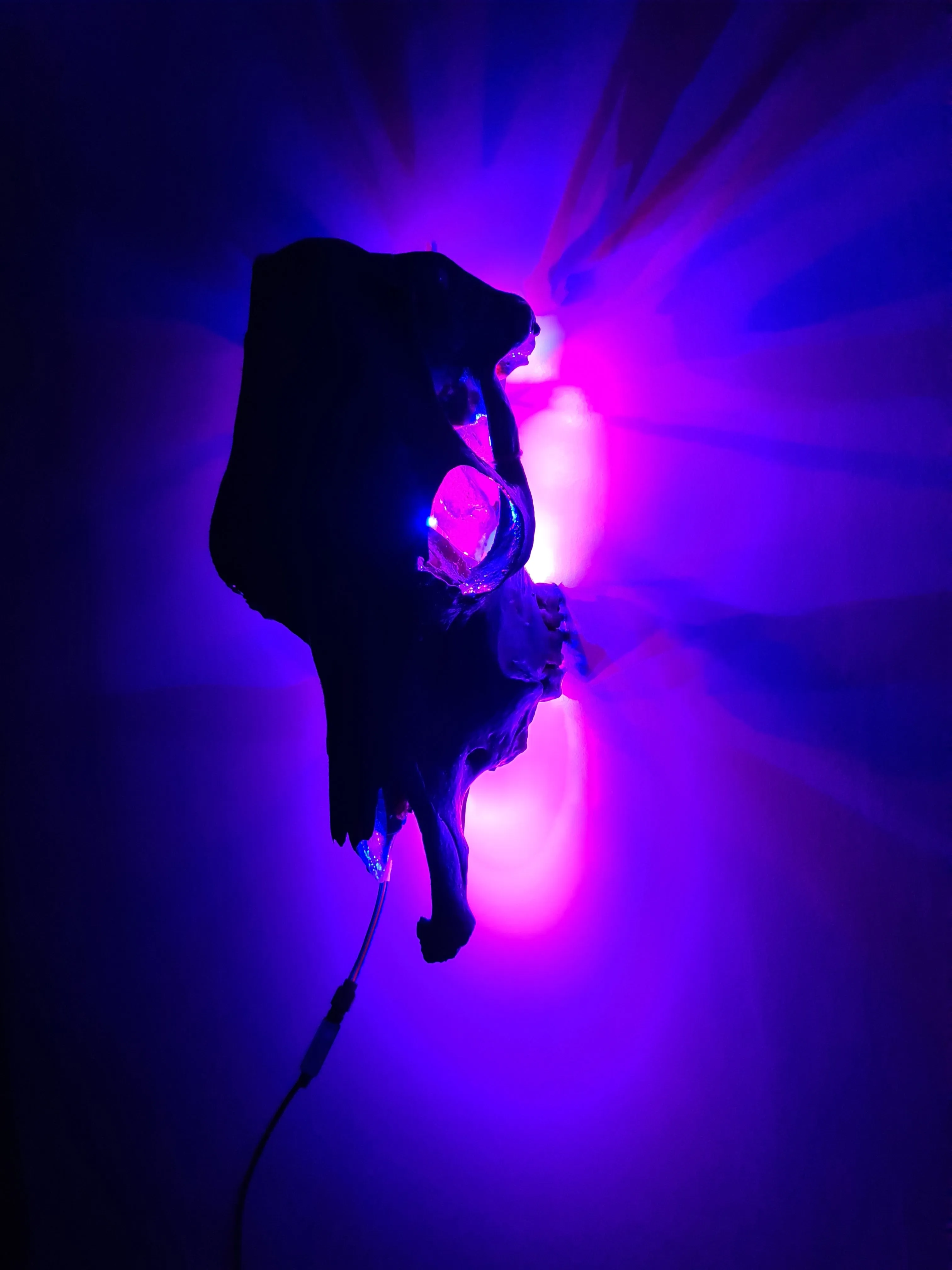 COST🔥GENUINE COW SKULL -backlit lighting ,painted with chameleon resin by me