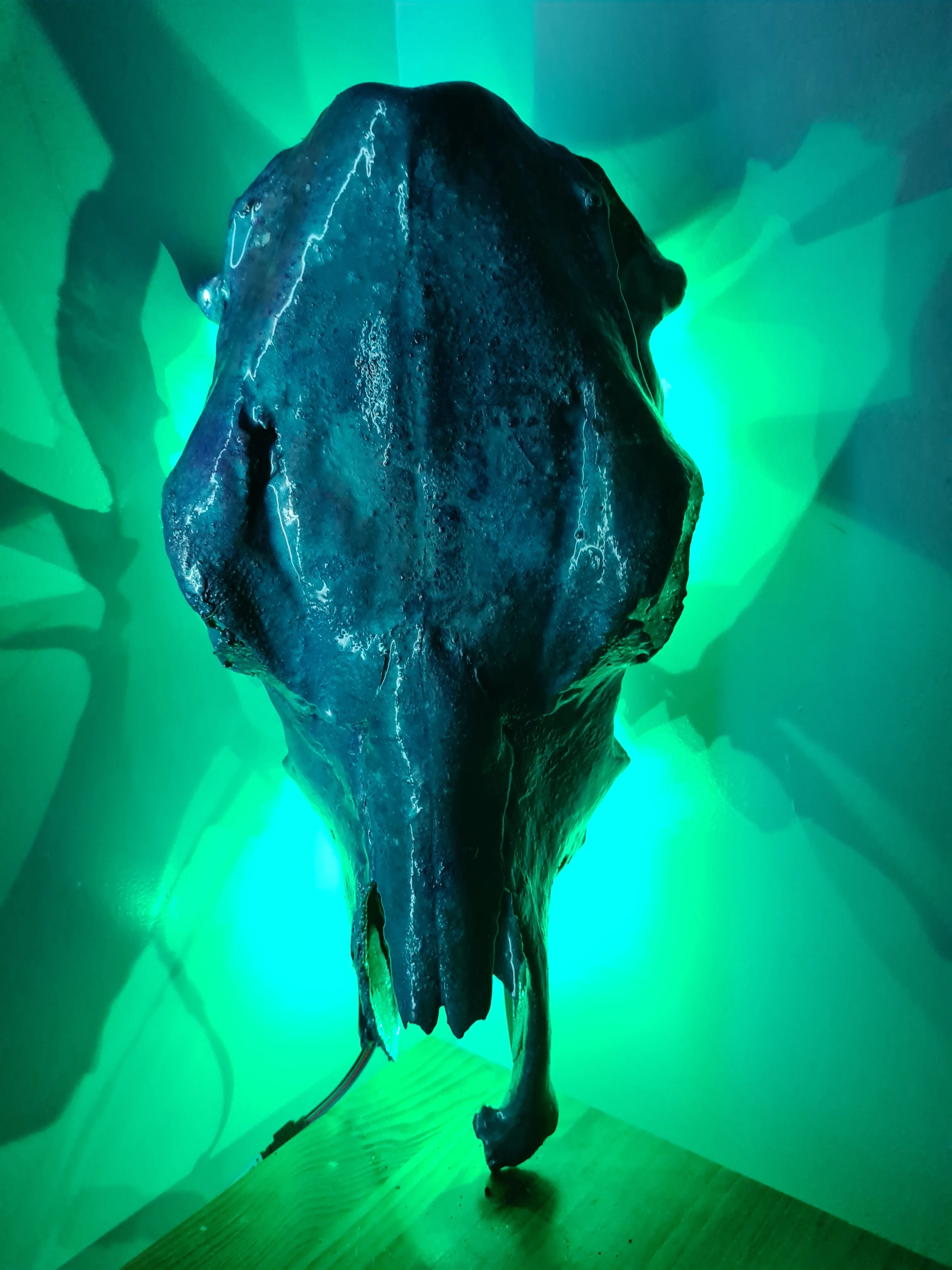 COST🔥GENUINE COW SKULL -backlit lighting ,painted with chameleon resin by me