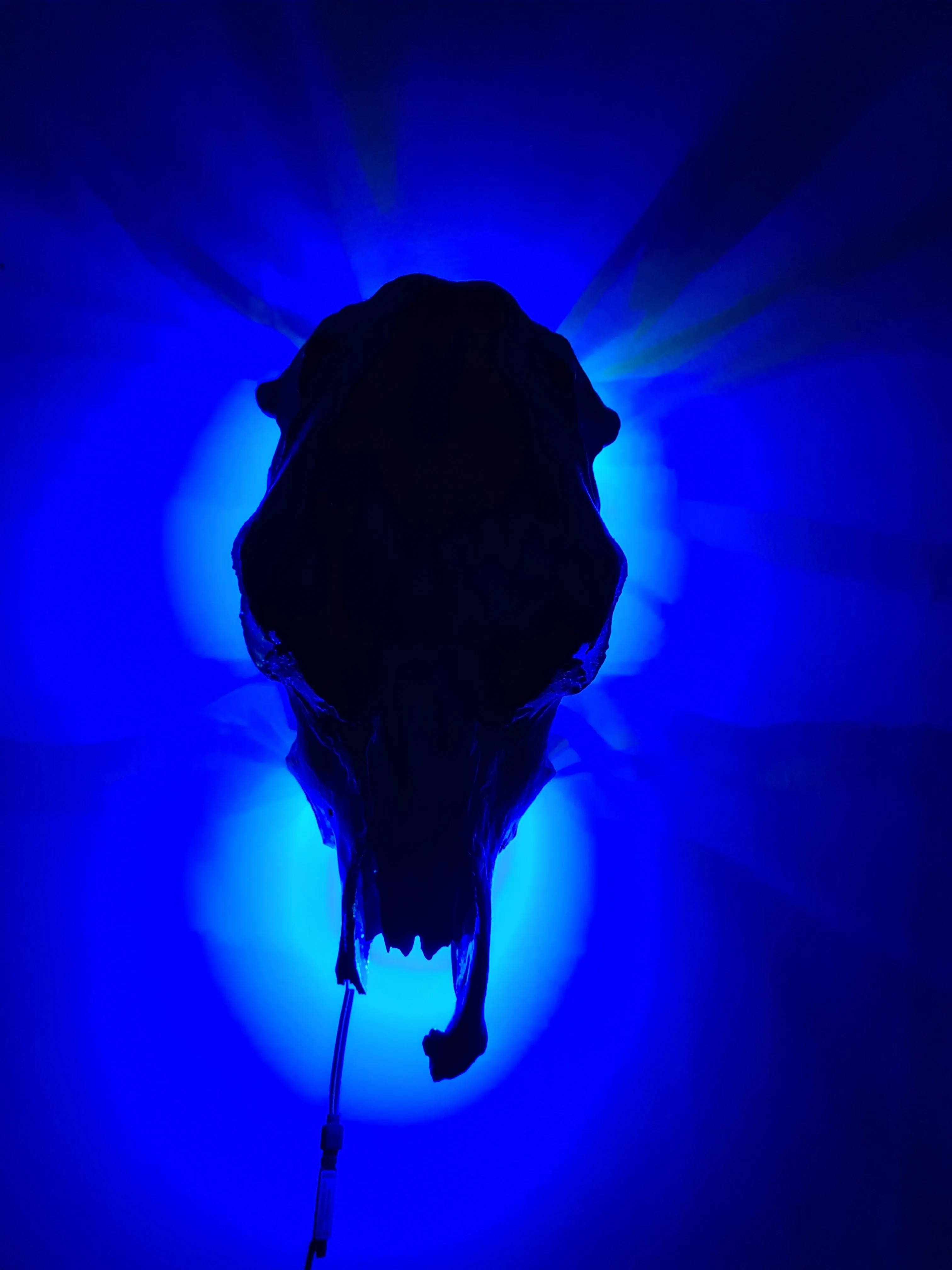 COST🔥GENUINE COW SKULL -backlit lighting ,painted with chameleon resin by me