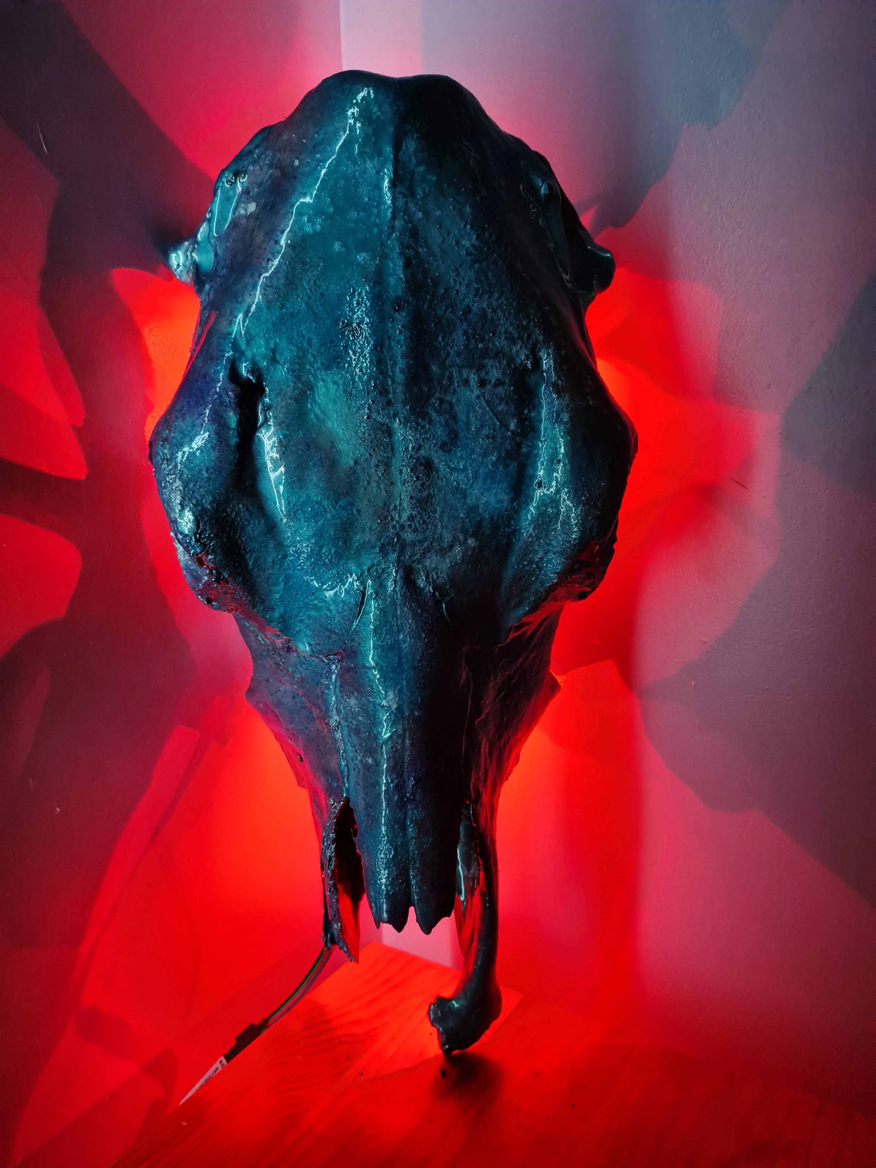 COST🔥GENUINE COW SKULL -backlit lighting ,painted with chameleon resin by me