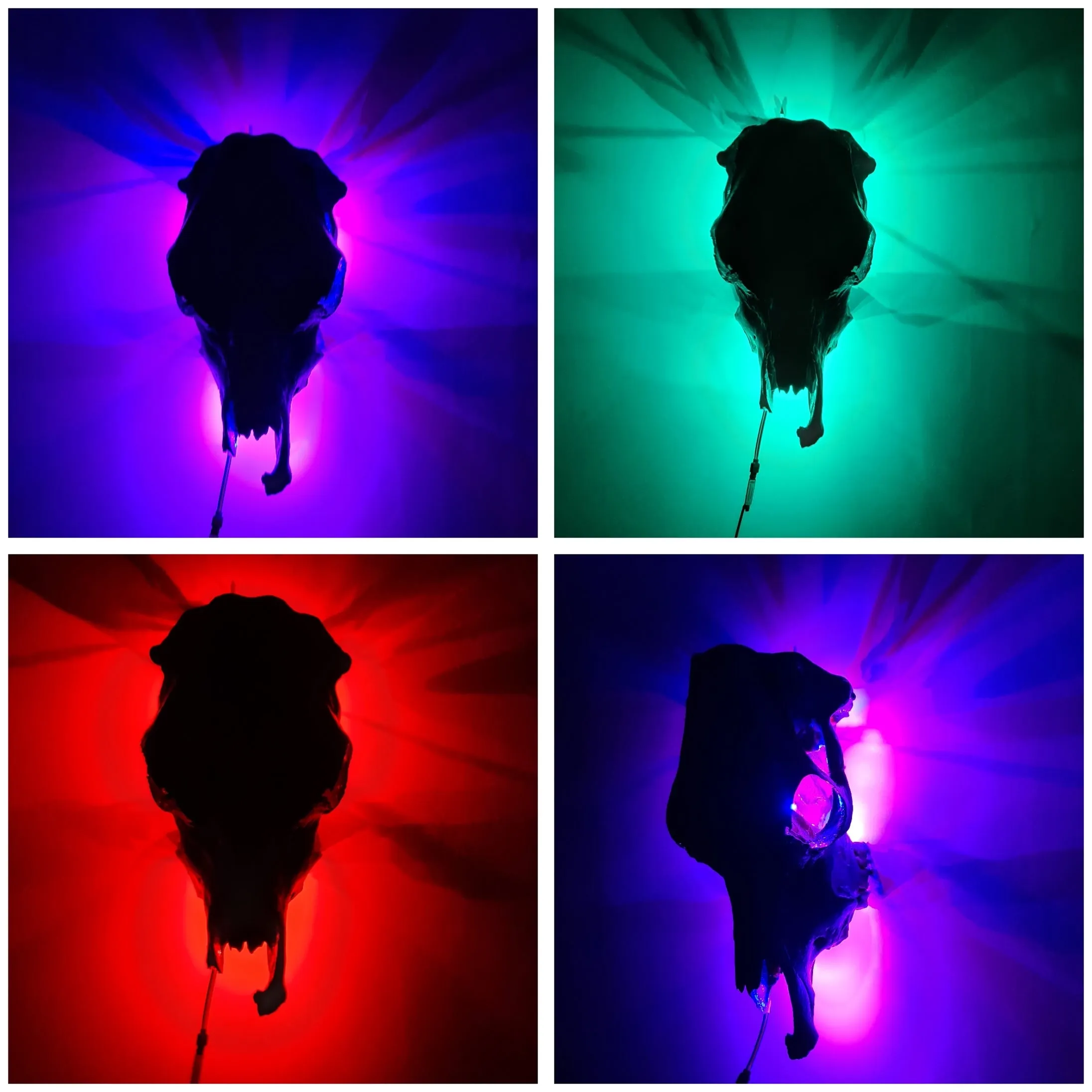 COST🔥GENUINE COW SKULL -backlit lighting ,painted with chameleon resin by me