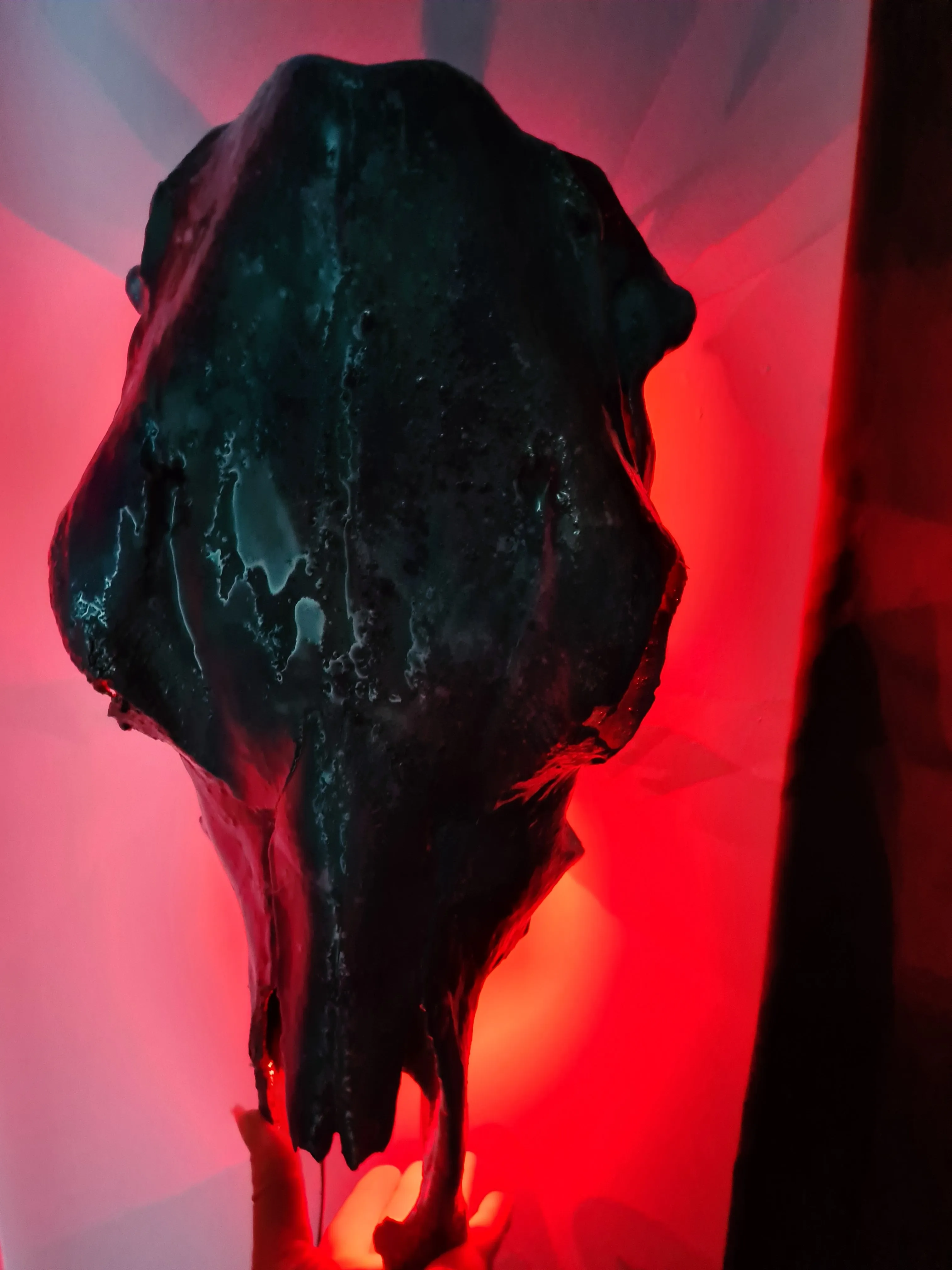 COST🔥GENUINE COW SKULL -backlit lighting ,painted with chameleon resin by me