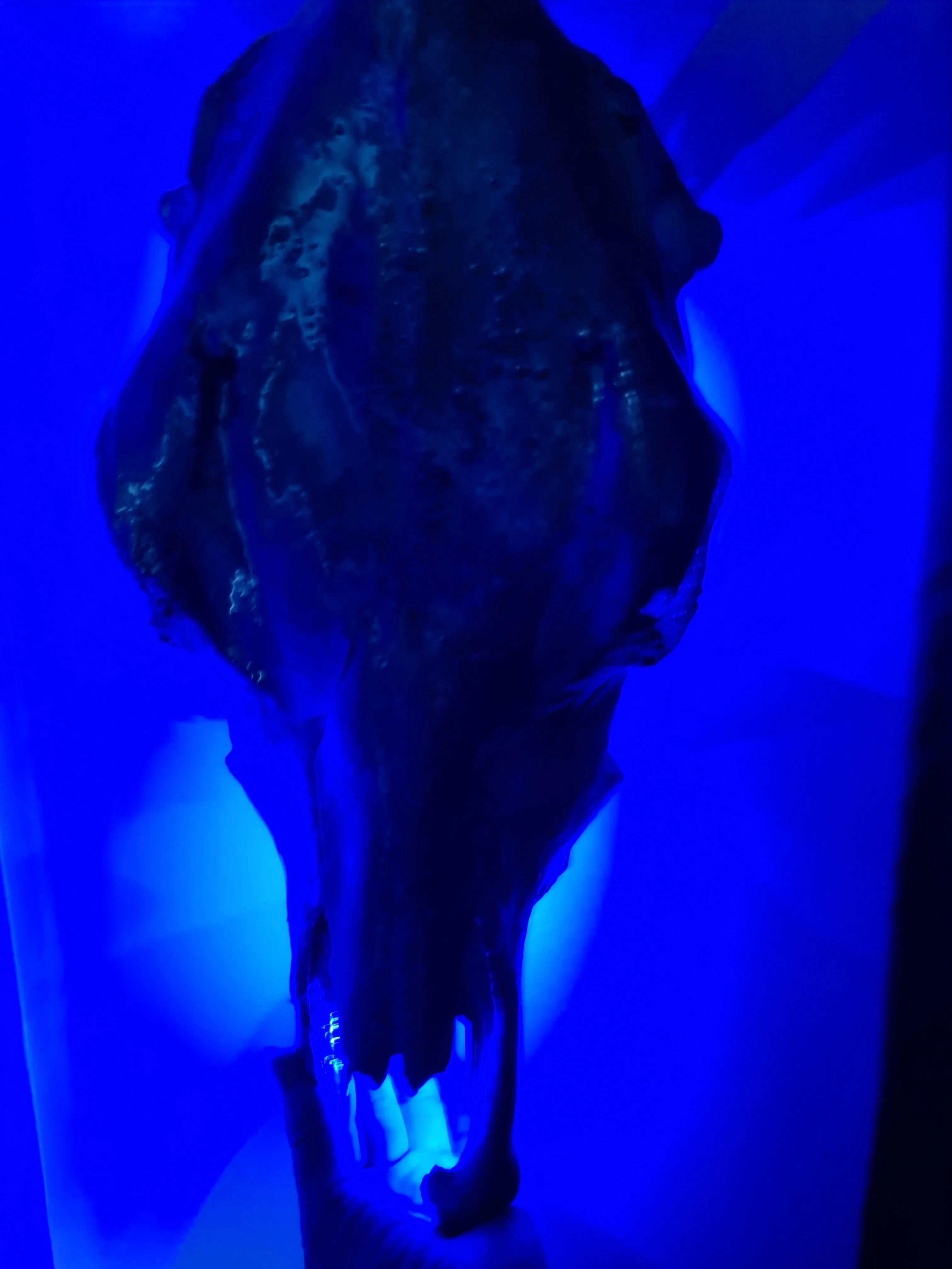 COST🔥GENUINE COW SKULL -backlit lighting ,painted with chameleon resin by me