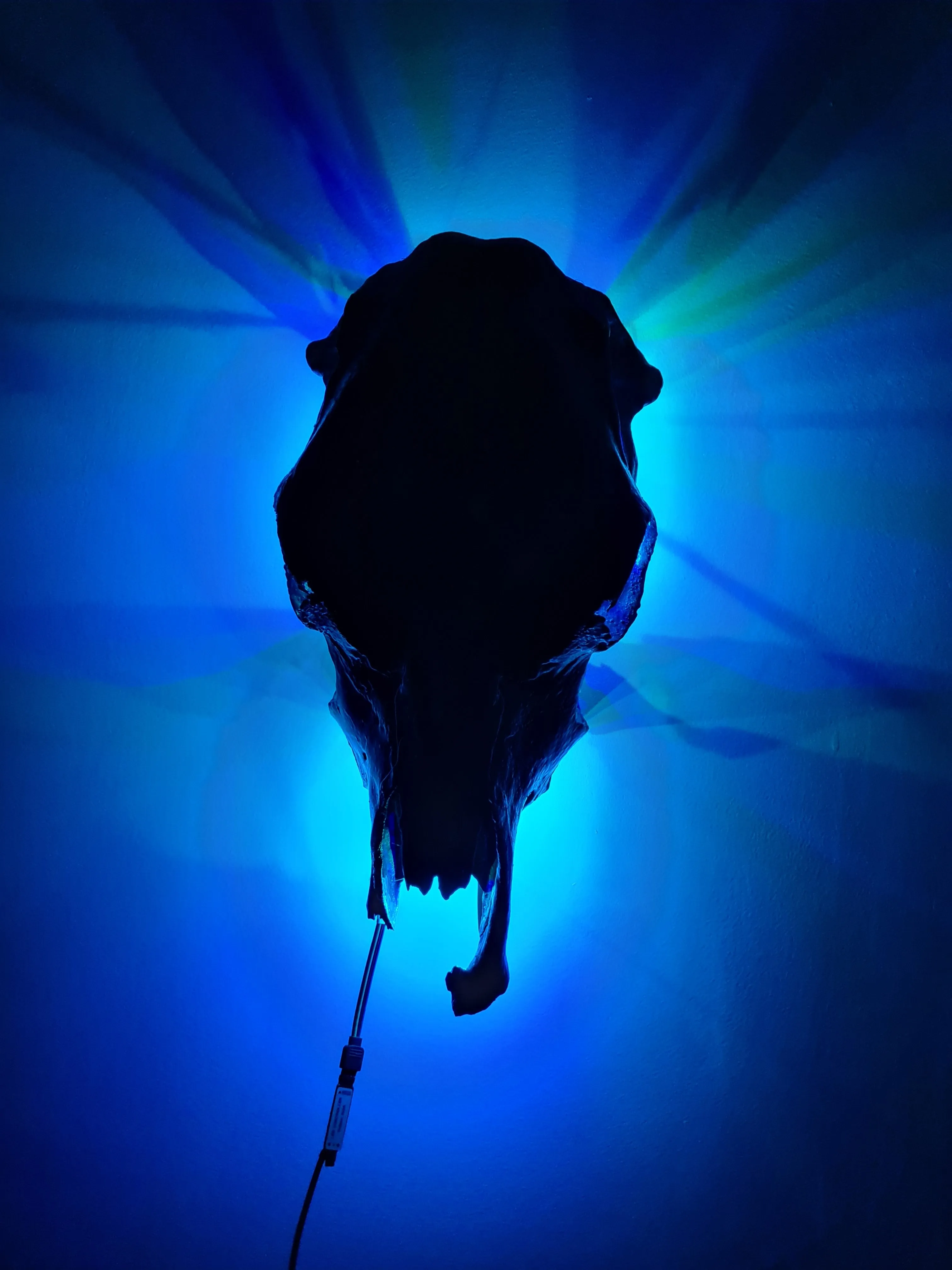 COST🔥GENUINE COW SKULL -backlit lighting ,painted with chameleon resin by me