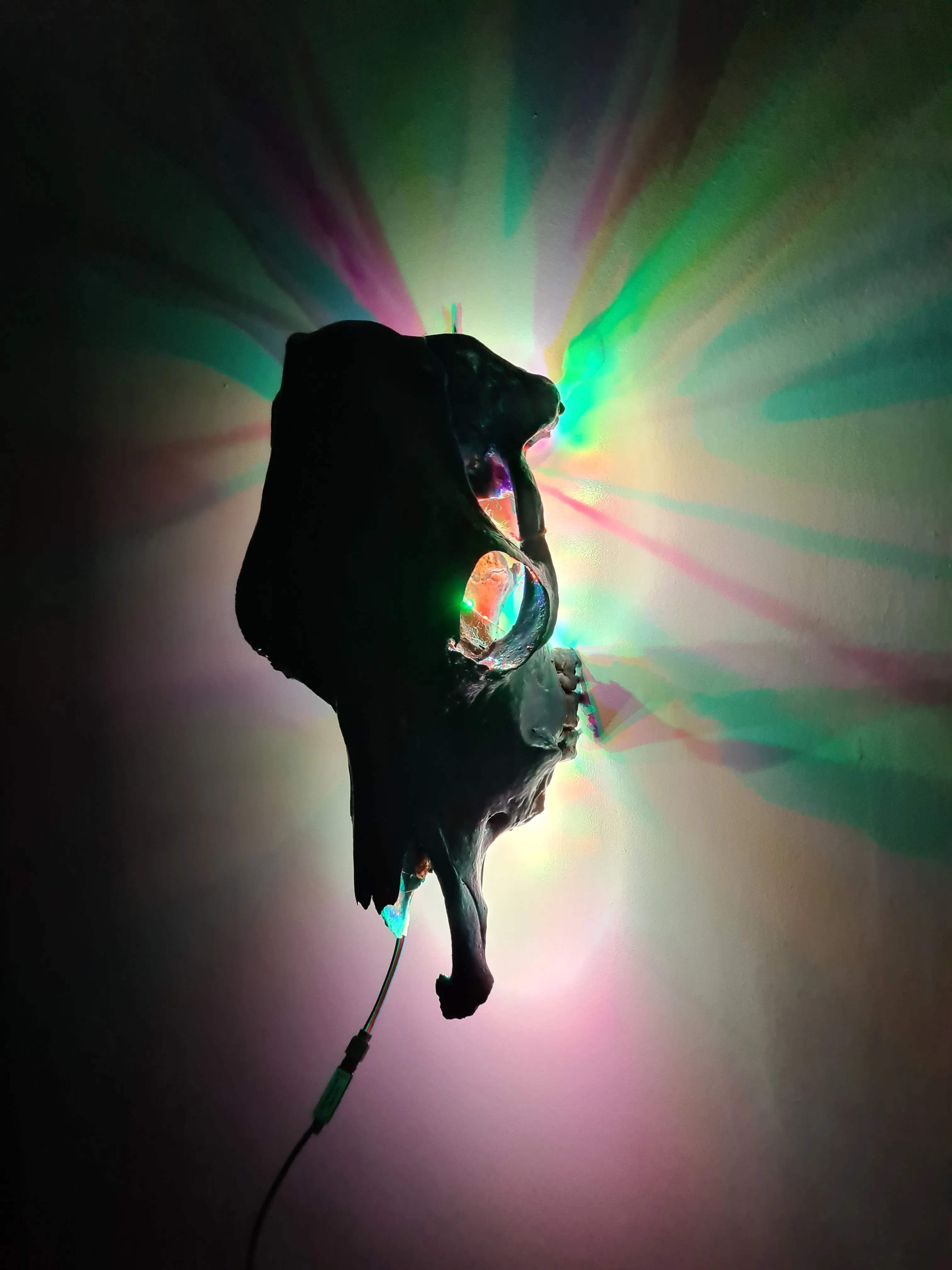 COST🔥GENUINE COW SKULL -backlit lighting ,painted with chameleon resin by me