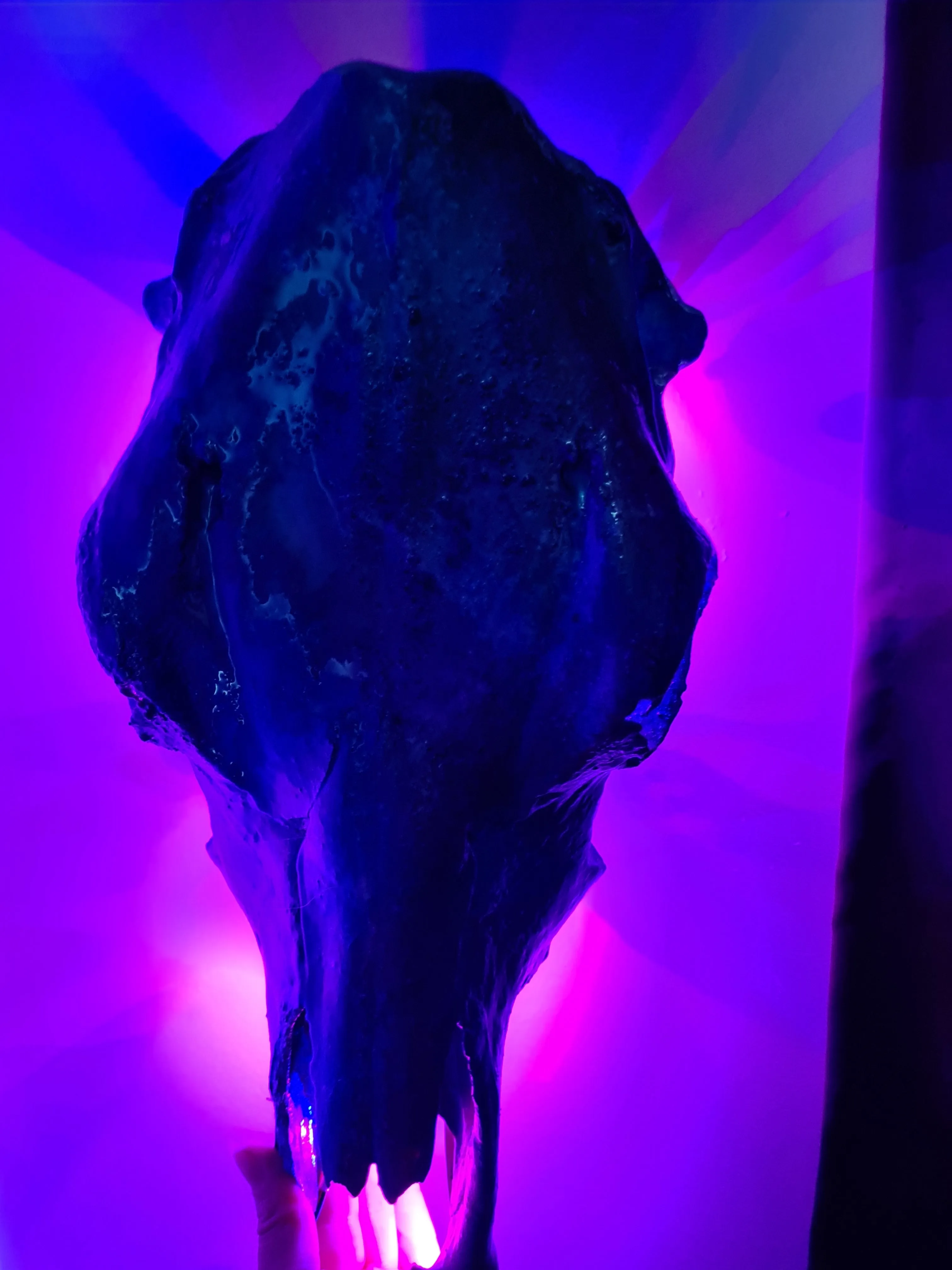 COST🔥GENUINE COW SKULL -backlit lighting ,painted with chameleon resin by me