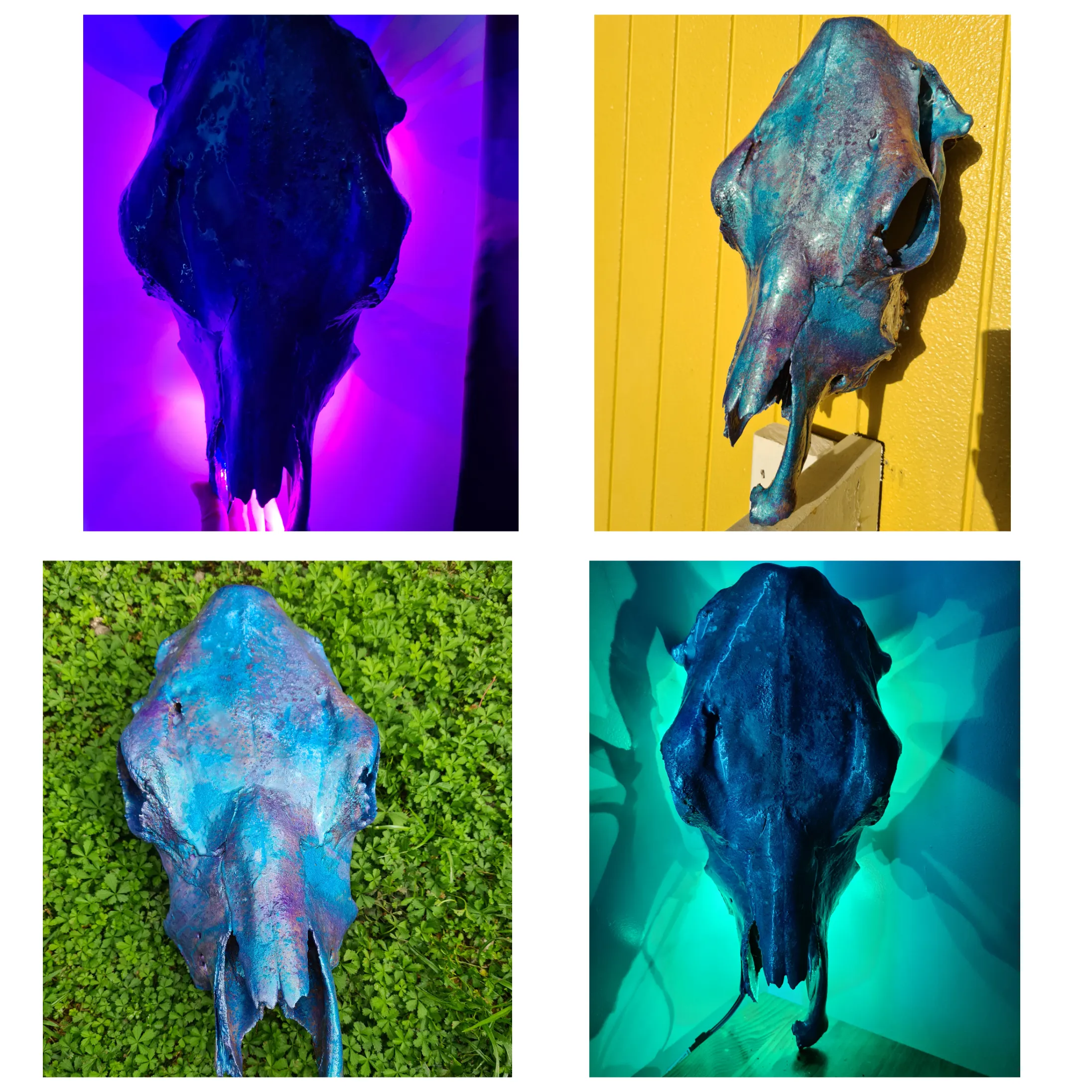 COST🔥GENUINE COW SKULL -backlit lighting ,painted with chameleon resin by me