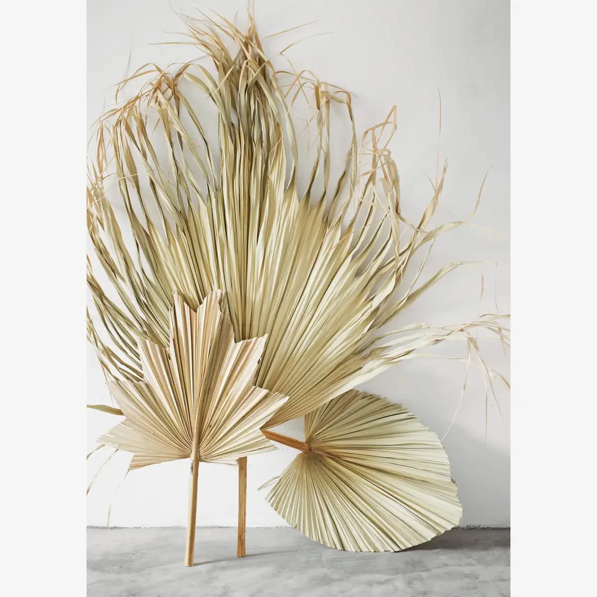Palm Leaves (Set of 3)