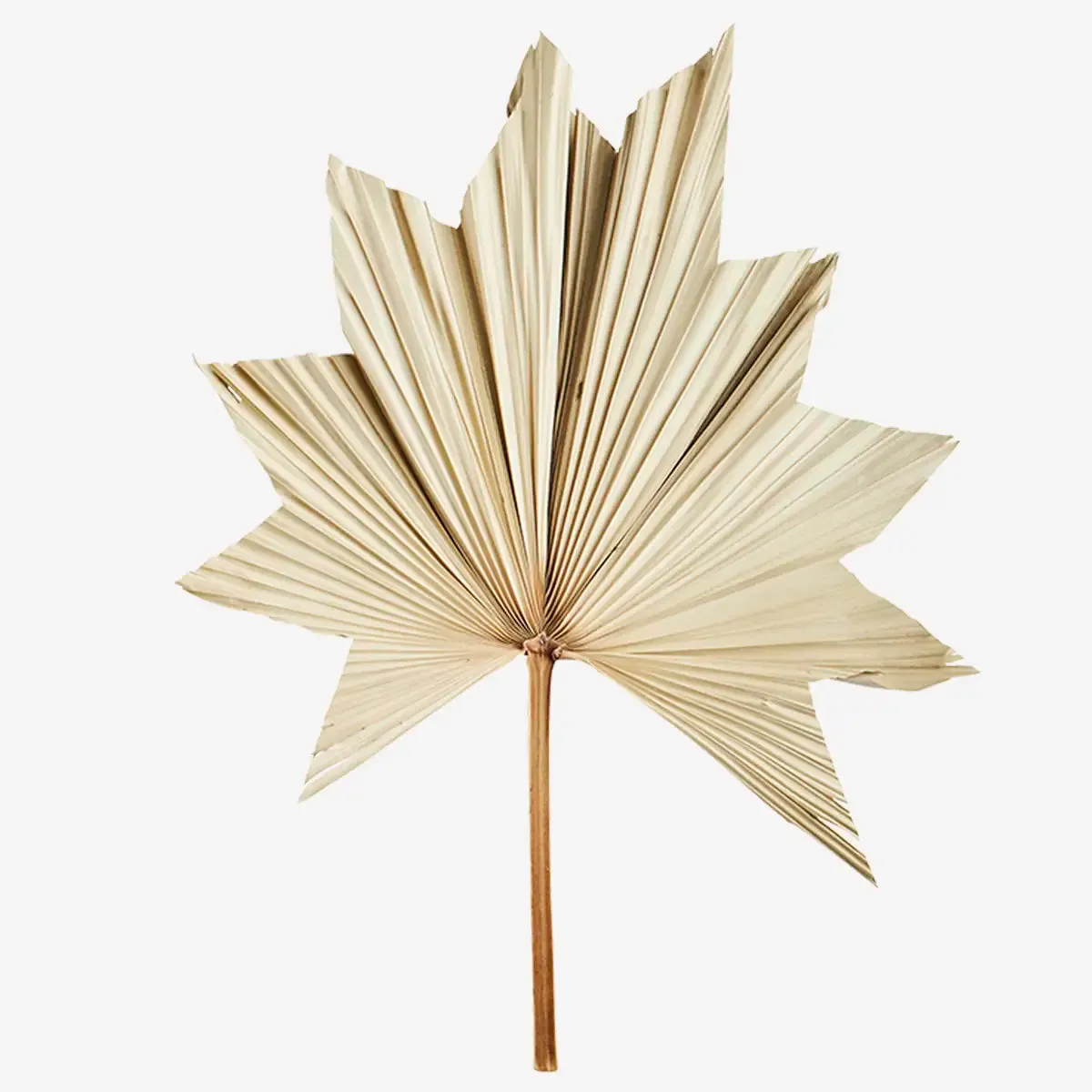 Palm Leaves (Set of 3)
