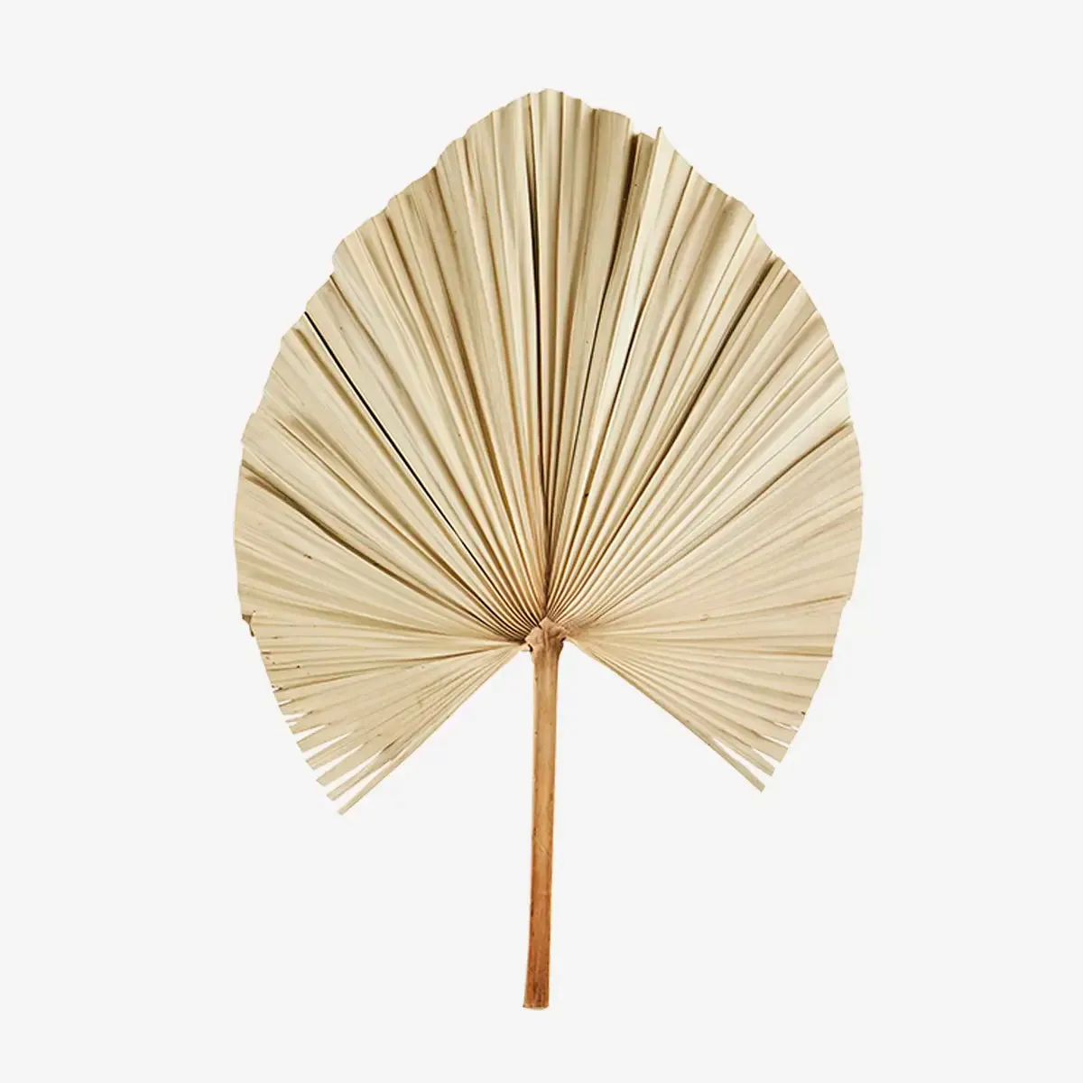 Palm Leaves (Set of 3)