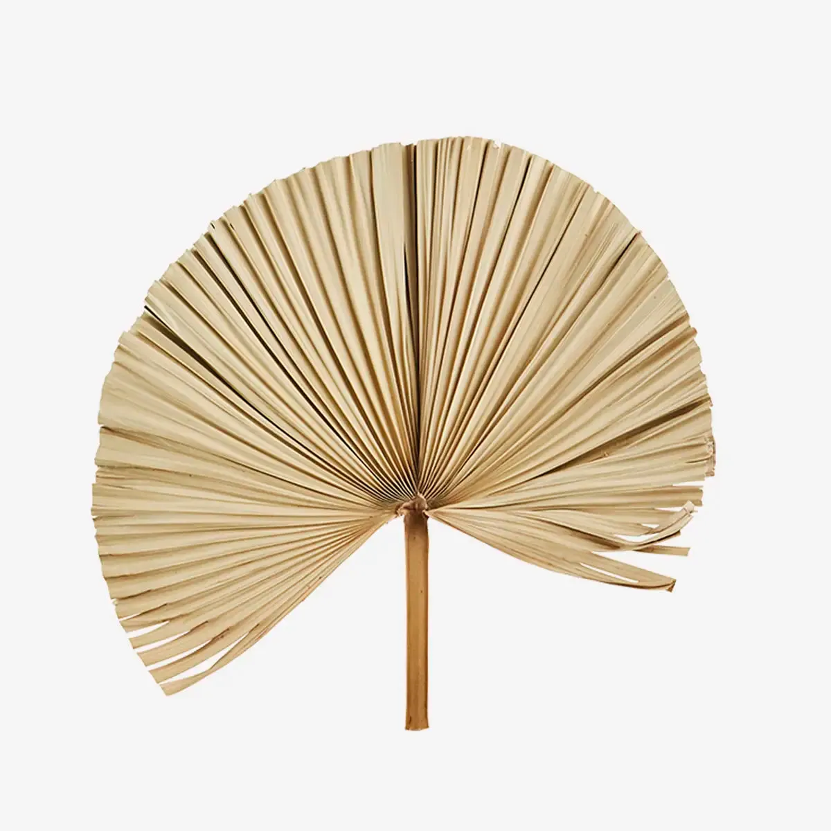 Palm Leaves (Set of 3)