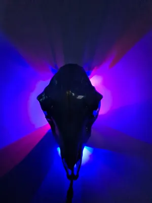 Sale💥Genuine sheep skull backlit with resin painted by me also glows purple in the dark