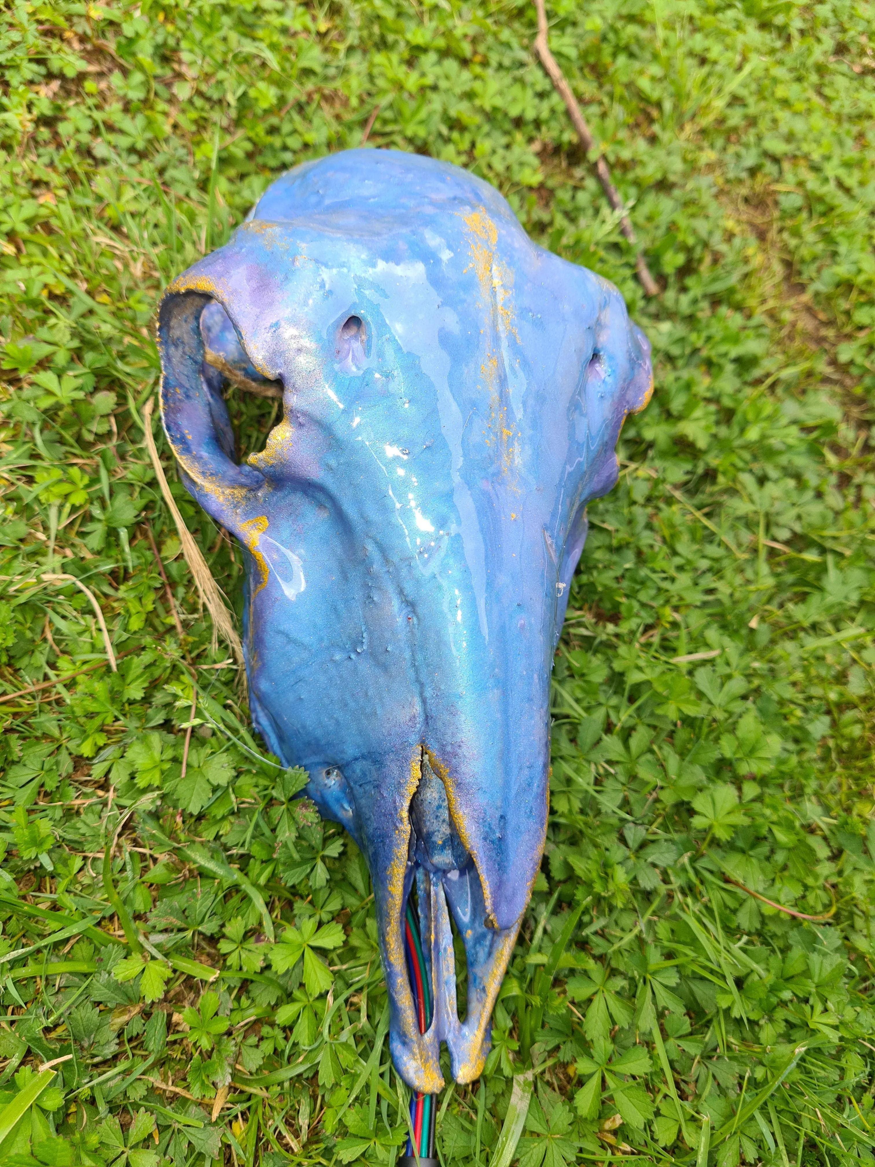 Sale💥Genuine sheep skull backlit with resin painted by me also glows purple in the dark