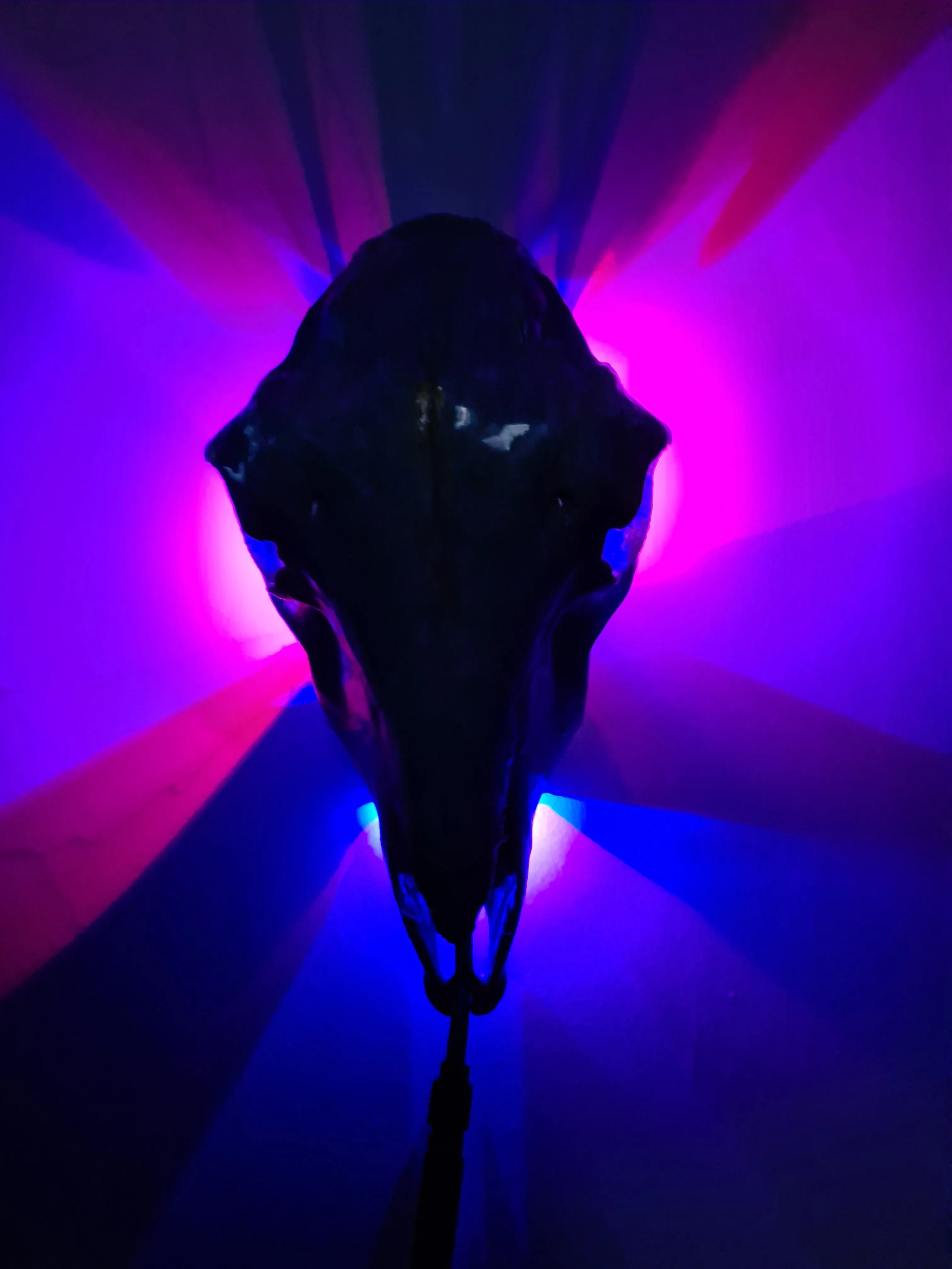 Sale💥Genuine sheep skull backlit with resin painted by me also glows purple in the dark