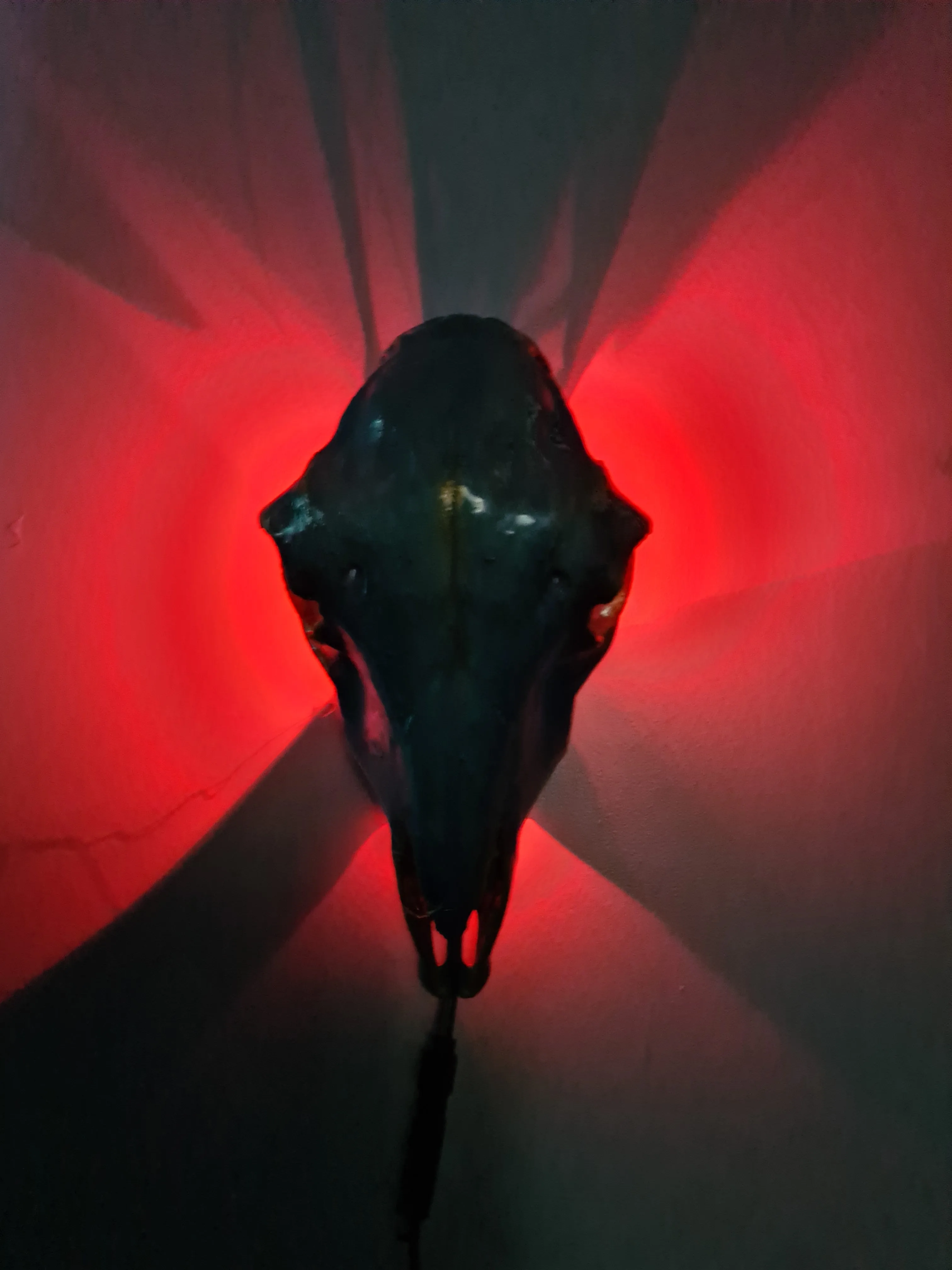 Sale💥Genuine sheep skull backlit with resin painted by me also glows purple in the dark