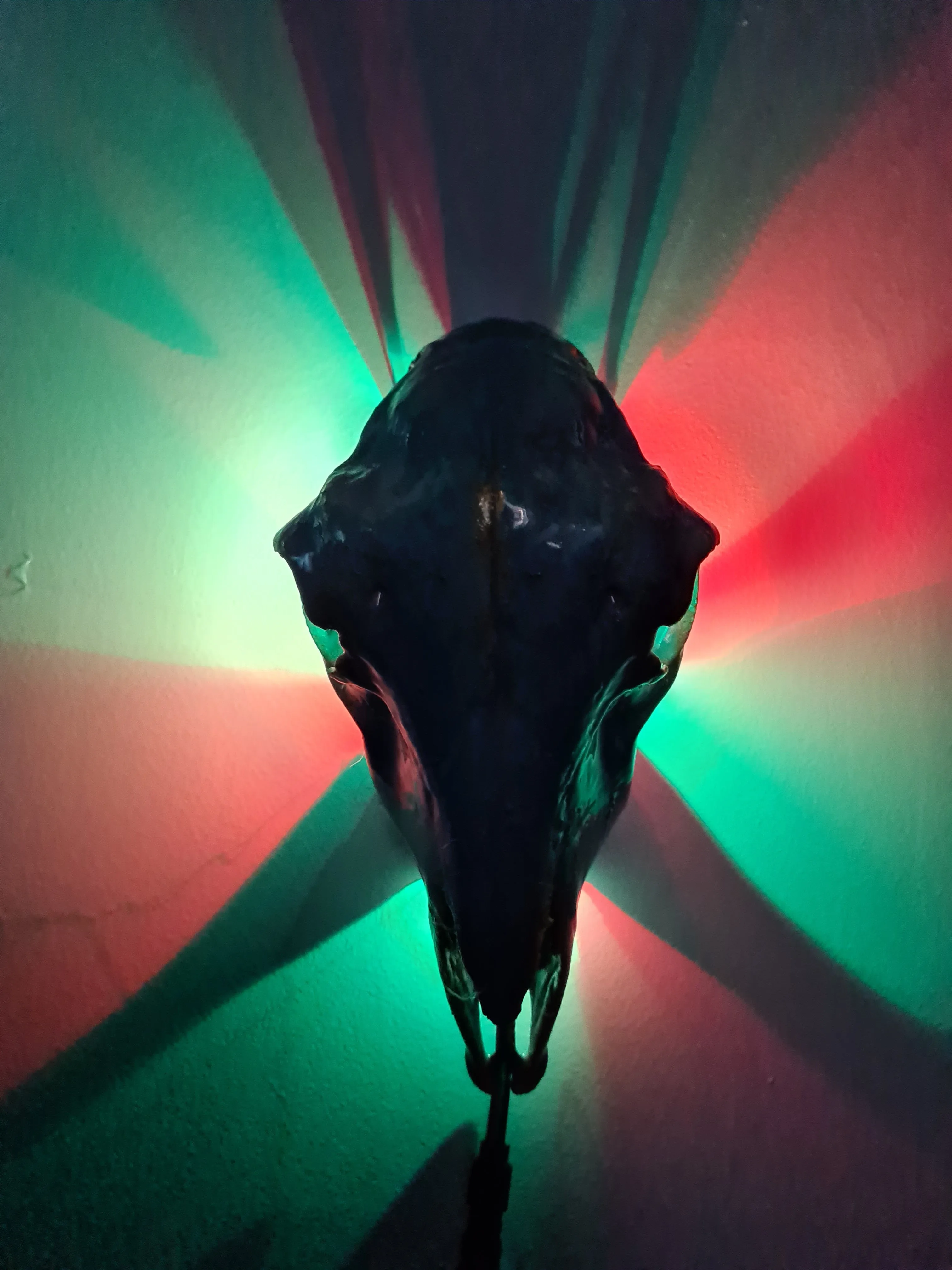 Sale💥Genuine sheep skull backlit with resin painted by me also glows purple in the dark